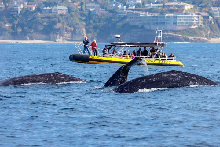 Whale watching boat with tourists near whales in the ocean, coastal buildings in the background.