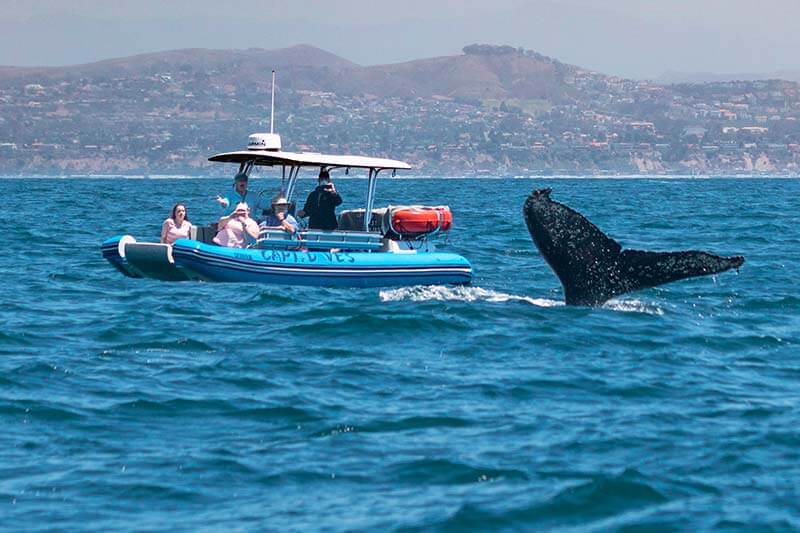 Humpback whale flukes next to whale watching zodiac, Fast Cat