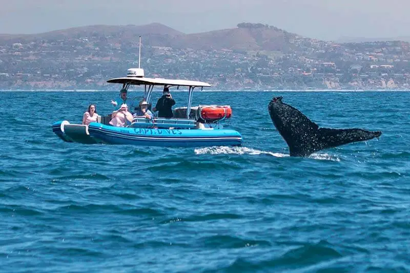 Zodiac and Humpback Whale Tail Humpback whale flukes next to whale watching zodiac, Fast Cat
