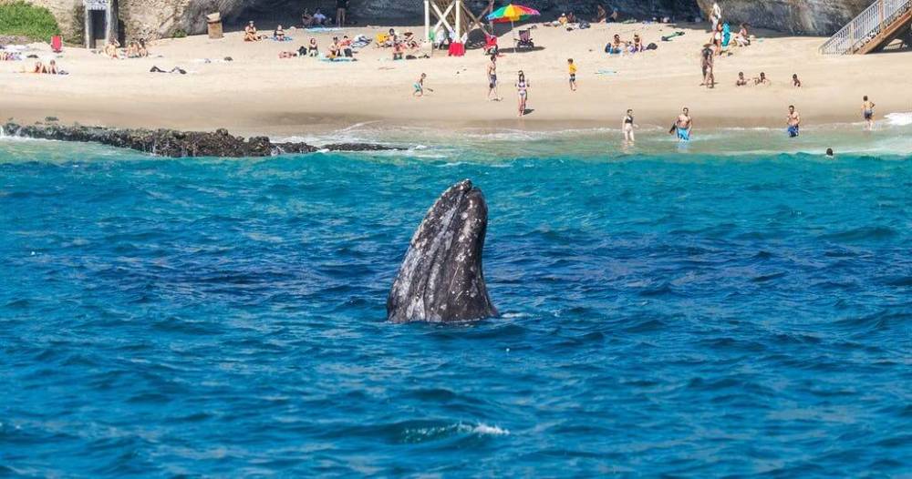 Gray Whale Copyright Dolphin Safari