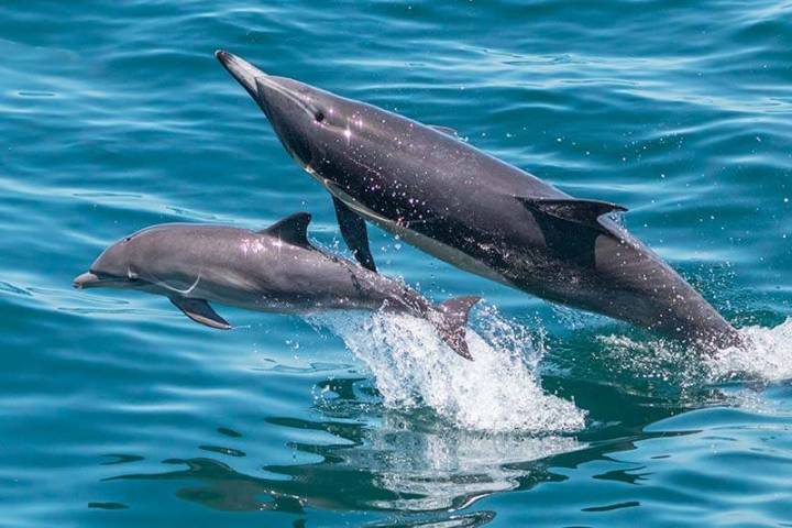 Mother and calf common dolphins leaping out of the water