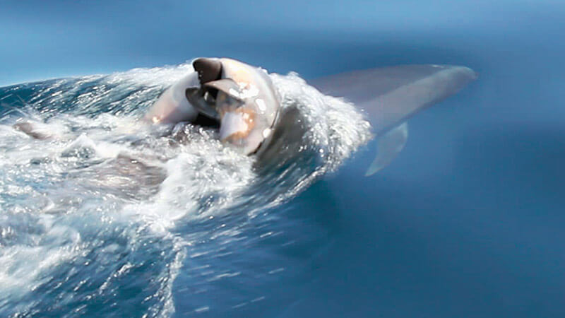 Grieving dolphin mother carrying deceased calf on her back