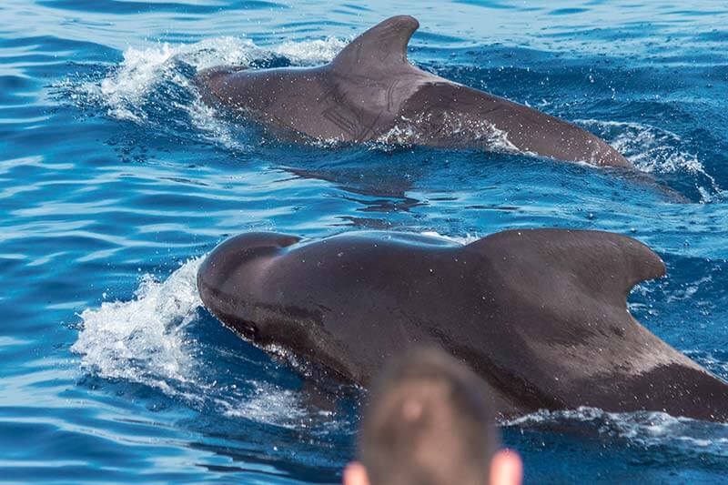 Pilot Whales Man watching two pilot whales