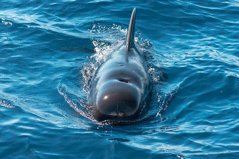 Pilot Whale Pilot whale swimming towards the camera
