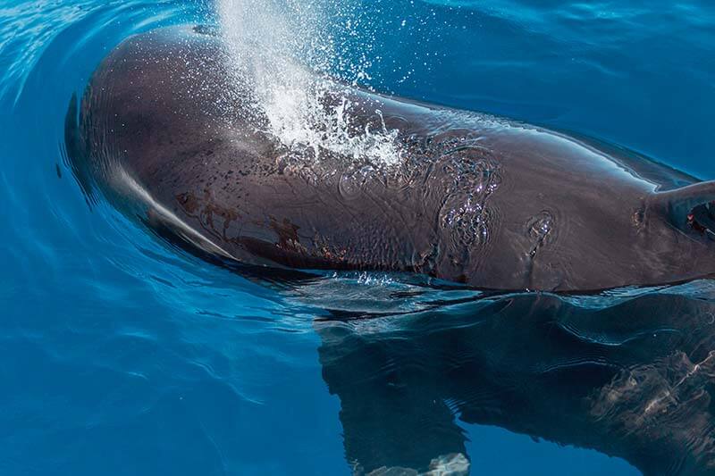 Pilot Whale Up close of pilot whale head