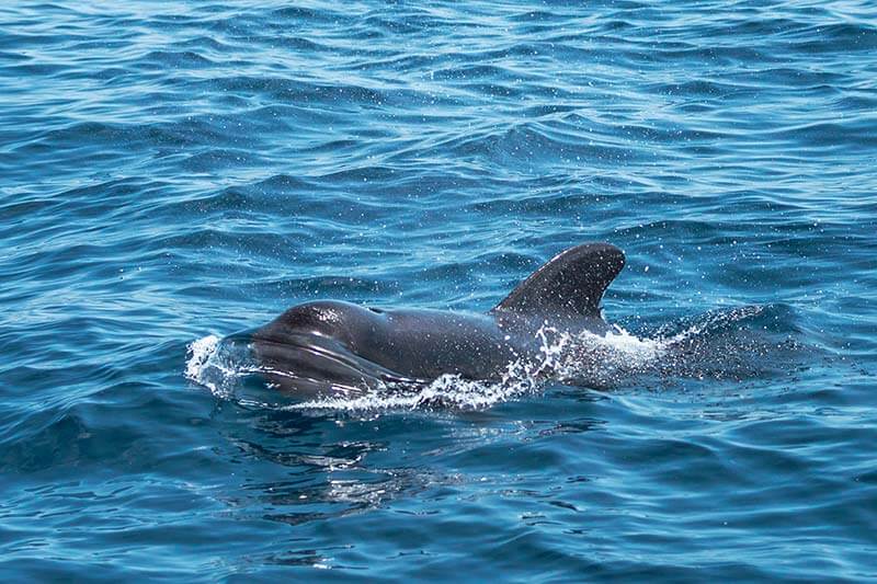 Pilot Whale A pilot whale surfacing in the water off of Southern California