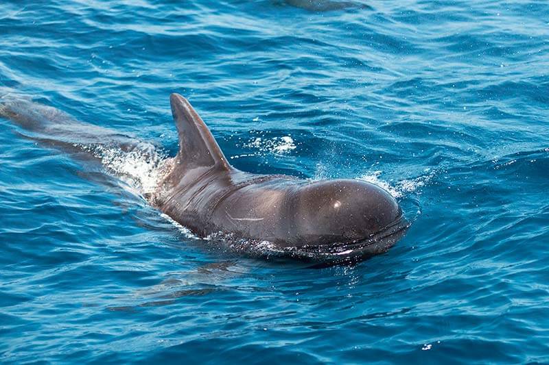 Pilot Whale A pilot whale with head and dorsal fin above the surface of the water