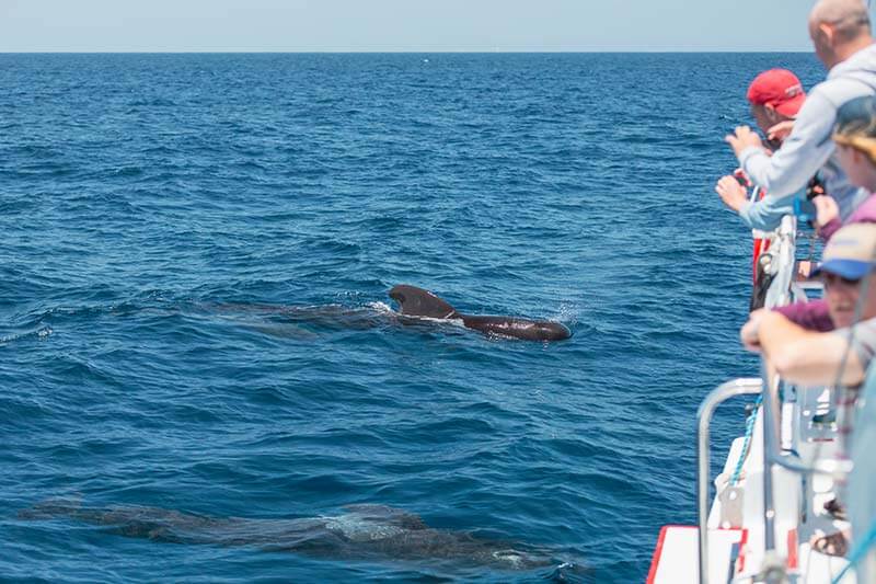 Pilot Whales Passengers on whale watching boat view pilot whales