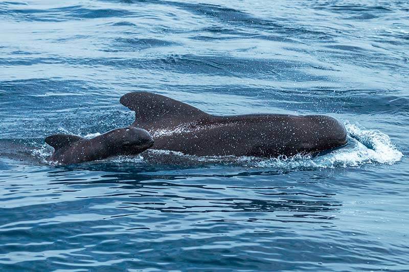 Pilot Whales Pilot whales mother and calf side by side