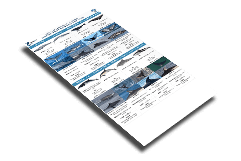 Marine Mammal Guide Cover
