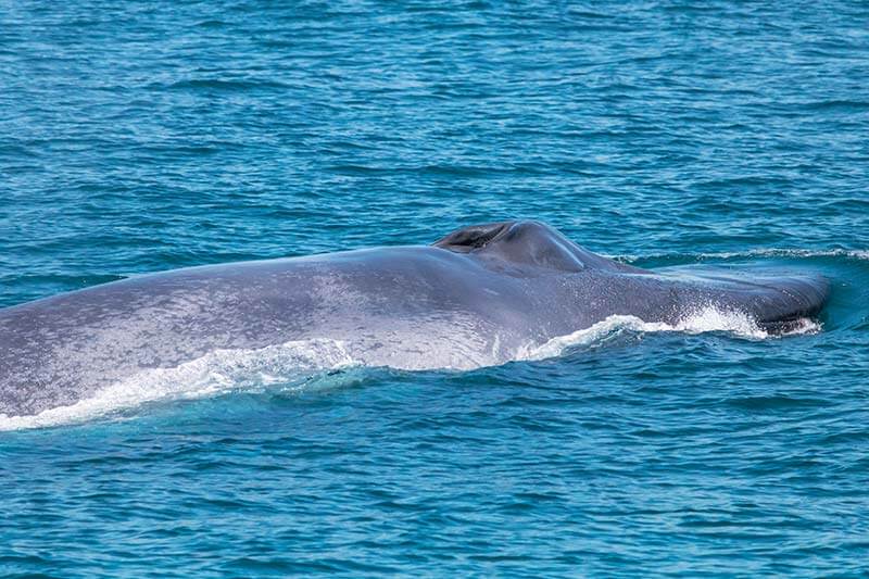 Head and front portion of a blue whale above the surface