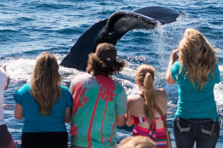 Whale watchers get up close view of humpback whale during Capt.Dave's Dana Point Dolphin & Whale Watching Safari in Dana Point, California