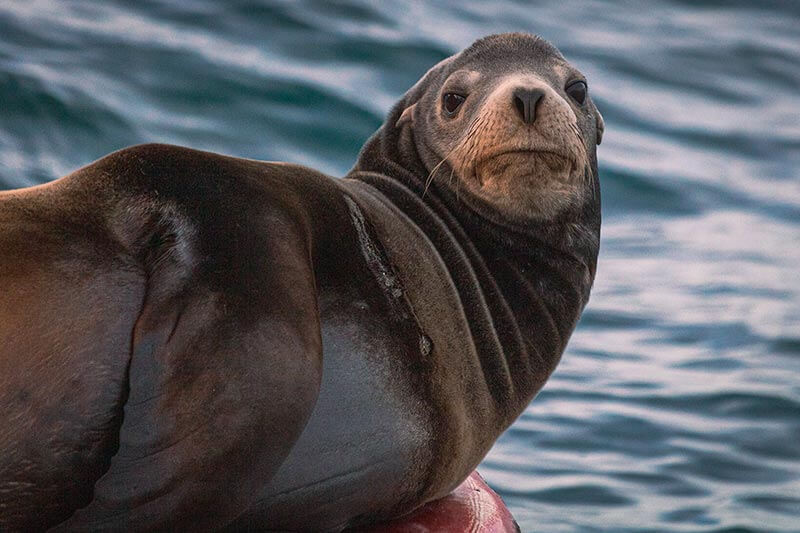 A California sea lion lounging on a buoy