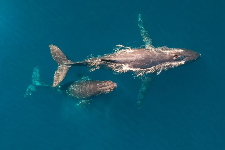 Humpback baby whale size as compared to mom