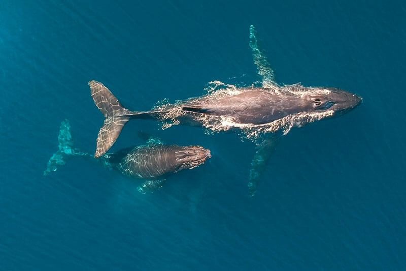 Mother and Calf Humpback Whales Humpback baby whale size as compared to mom