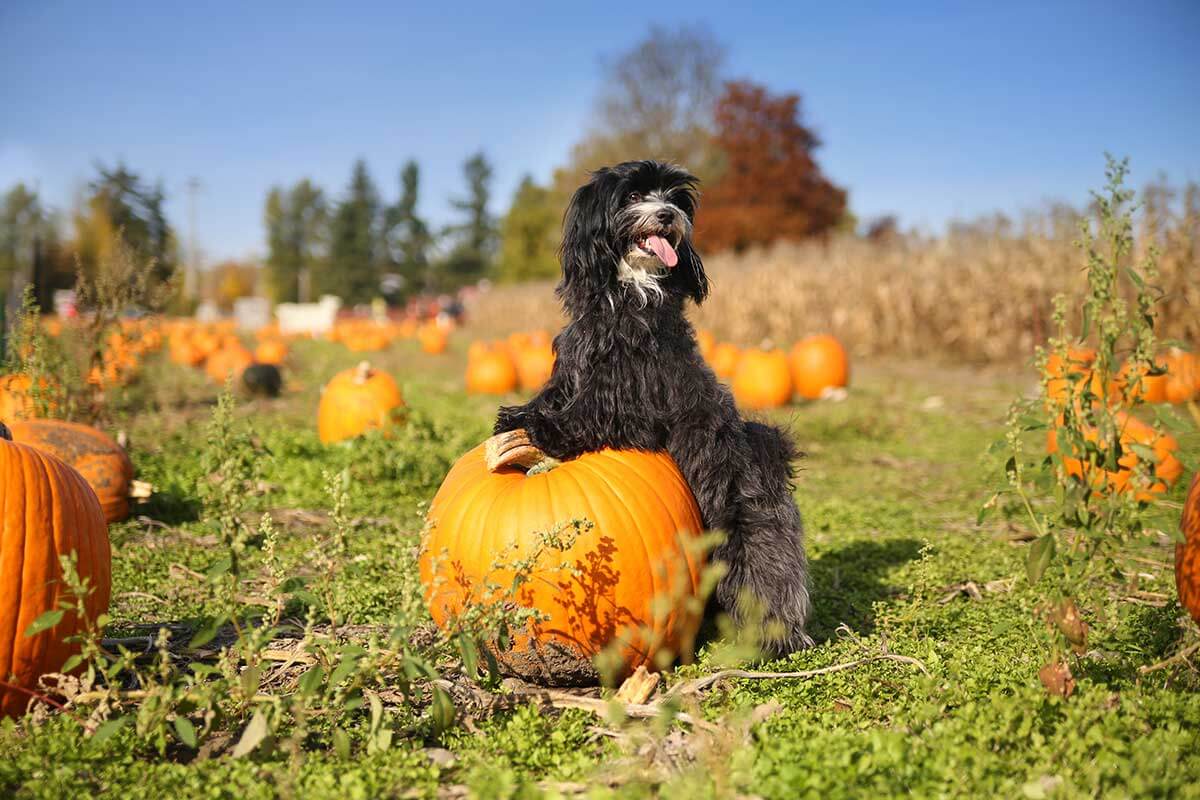 Dog in a Pumpkin Patch Visit to Pumpkin Patches is a great Dana Point Activity in the Fall