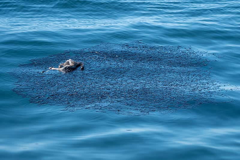 Deceased Brown Pelican in Patch of Oil Spill