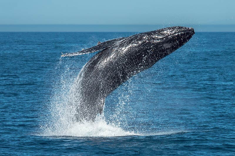 Humpback-Whale-Can-Be-Seen-During-San-Diego-Whale-Watching Whales jumping out of the water can be seen during your San Diego whale watching cruise