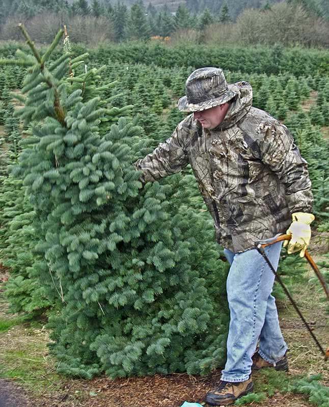 Southern California Christmas events Richfield Christmas Tree Farm with fresh cut Monterey Pines