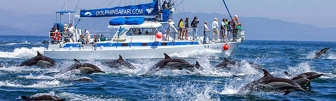 Dolphin Safari Sailing Boat in a Pod of Jumping Dolphins
