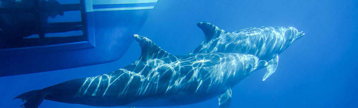 Take a Cruise with an Underwater Viewing Pod to See Dolphins