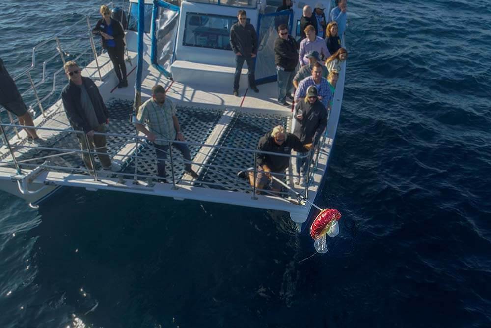 Capt. Dave's is an ethical whale watching company by picking up balloons from the water