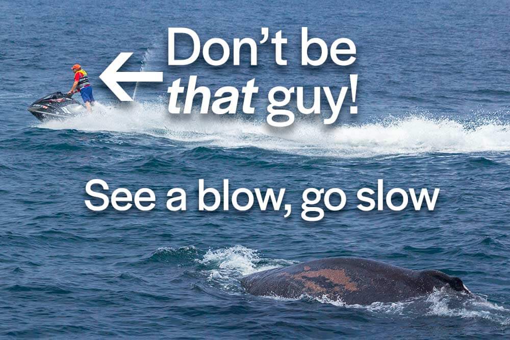 Jet ski not practicing ethical whale watching