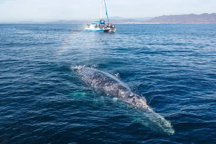 Manute'a and gray whale during Dana Point whale watching cruise