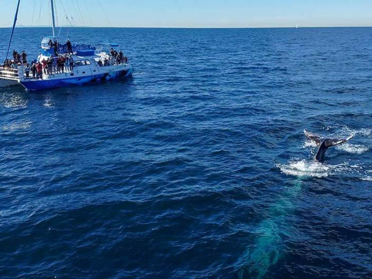 Manute'a and gray whale during Dana Point whale watching cruise