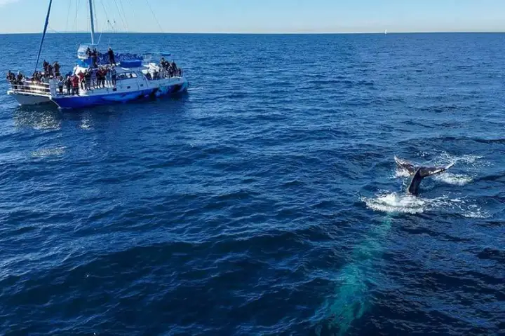Manute'a and gray whale during Dana Point whale watching cruise