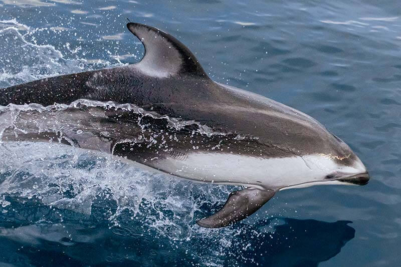 Pacific white-sided dolphin jumping near Dana Point, CA