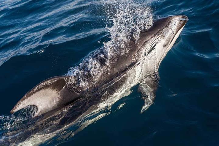Pacific white-sided dolphin near Dana Point, CA