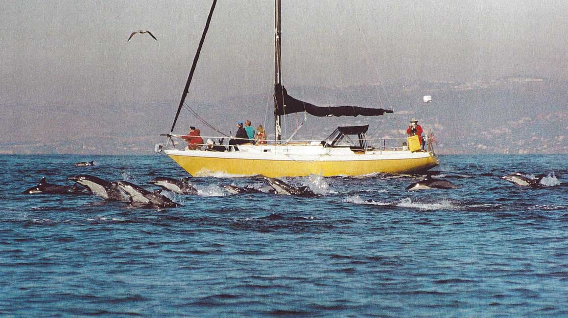 Dolphin Safari Lucid Dreamer