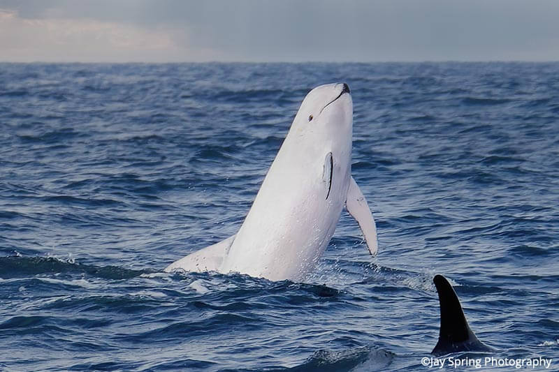 An almost all-white Risso's dolphin named Blanco jumping out of the water near Dana Point, CA