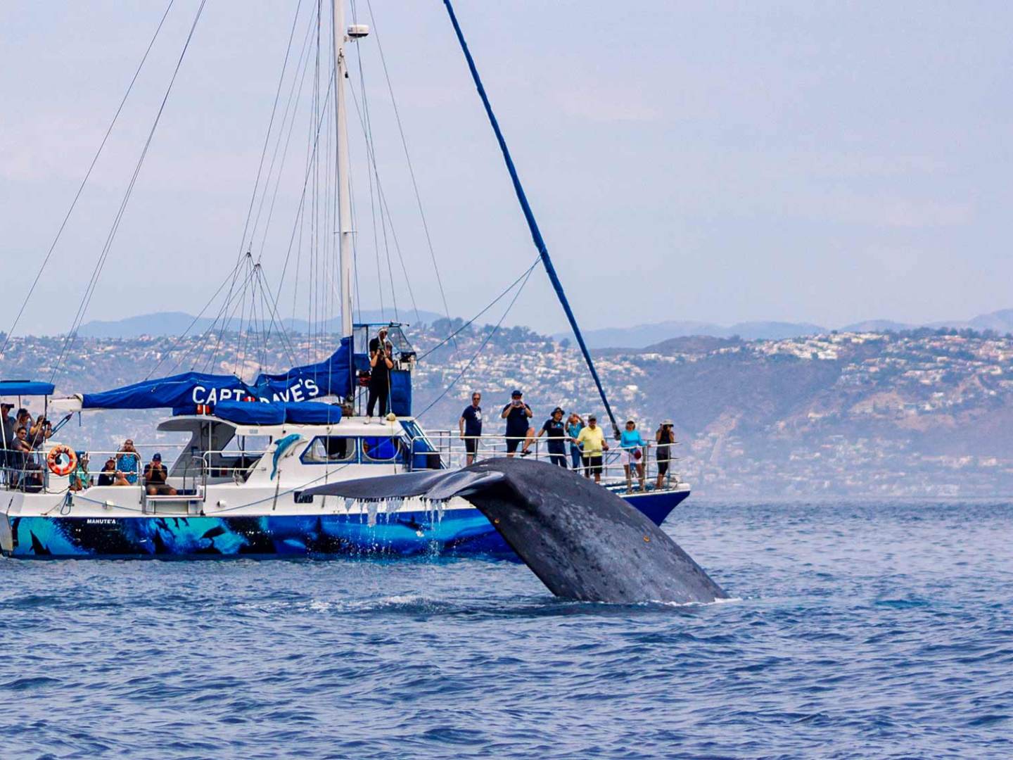 Blue whale watching on catamaran Manute'a off the coast of Dana Point, California