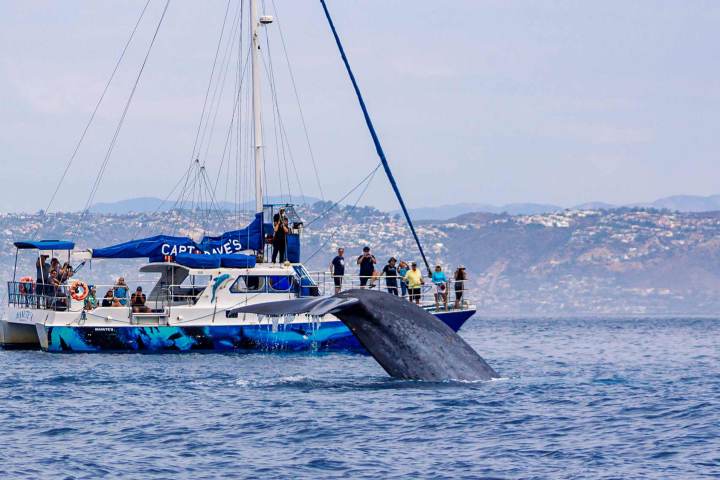 Blue whale watching on catamaran Manute'a off the coast of Dana Point, California