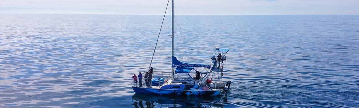 Anaheim Whale Watching Tours