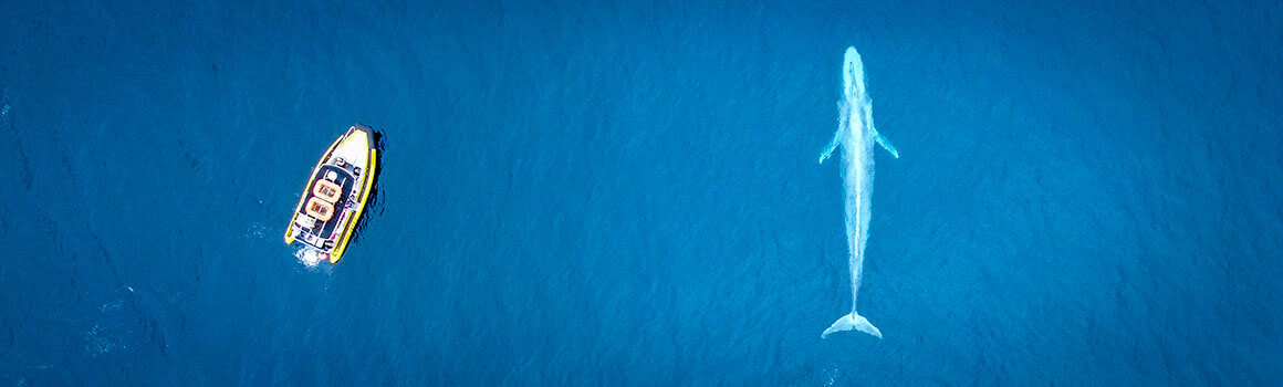 Whale Watching Near Anaheim Tour