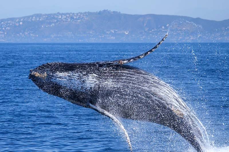 10 Humpback Whale Facts | Capt. Dave's Whale Watching