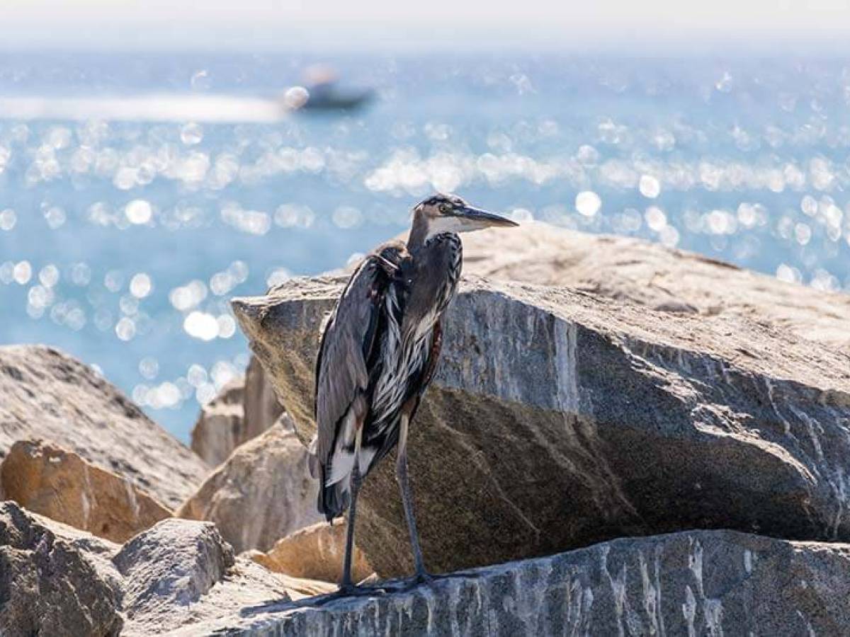 Blue heron sitting on jetty rock seen during Dana Point Harbor boat cruise
