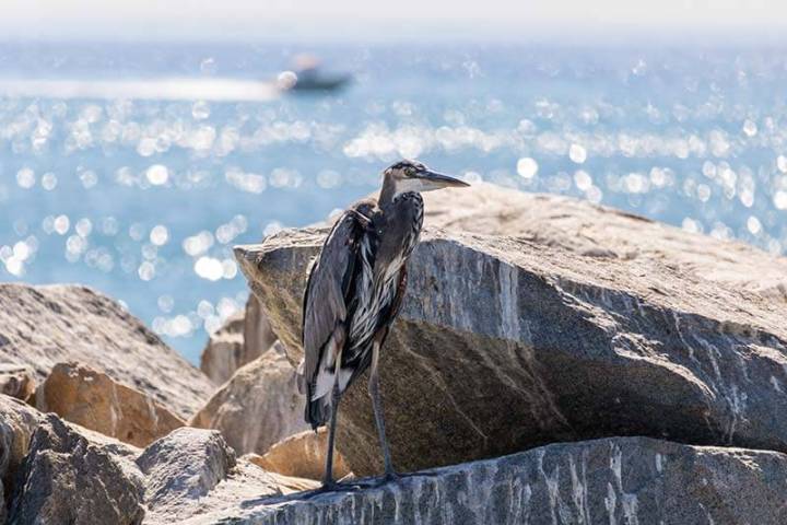 Blue heron sitting on jetty rock seen during Dana Point Harbor boat cruise