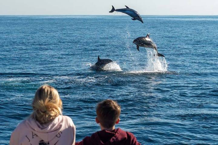 Three dolphins jumping in the air while two children watch
