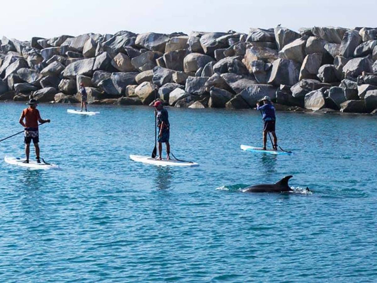 Bottlenose dolphin following standup paddleboarders seen during Dana Point Harbor boat cruise