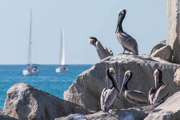 Brown pelicans on the jetty rocks with two sailboats in the background seen during Dana Point Harbor boat cruise