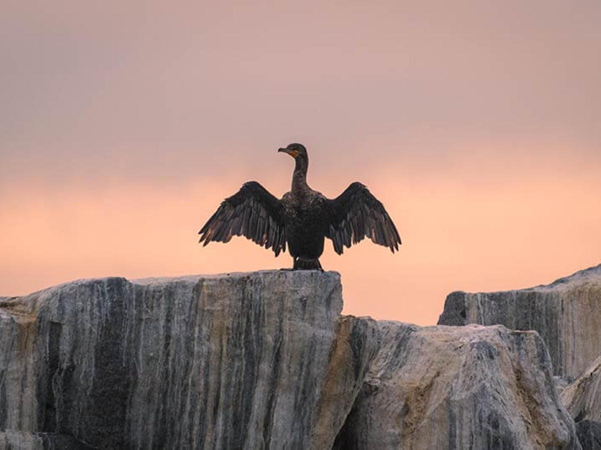 Cormorant bird with wings open on jetty rocks during Dana Point Harbor boat cruise