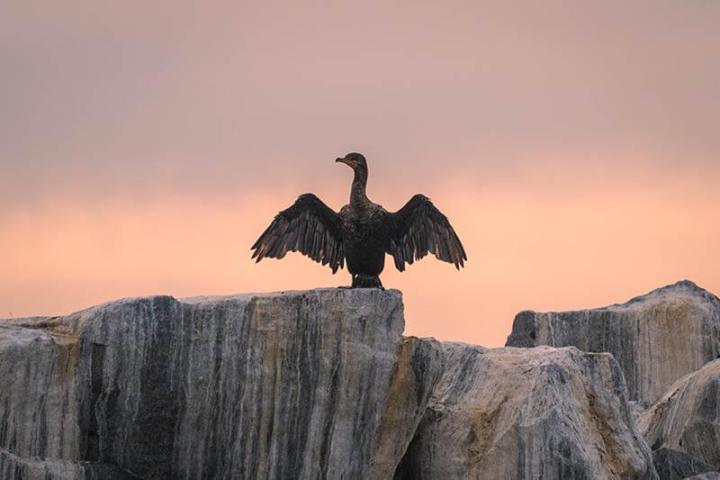 Cormorant bird with wings open on jetty rocks during Dana Point Harbor boat cruise