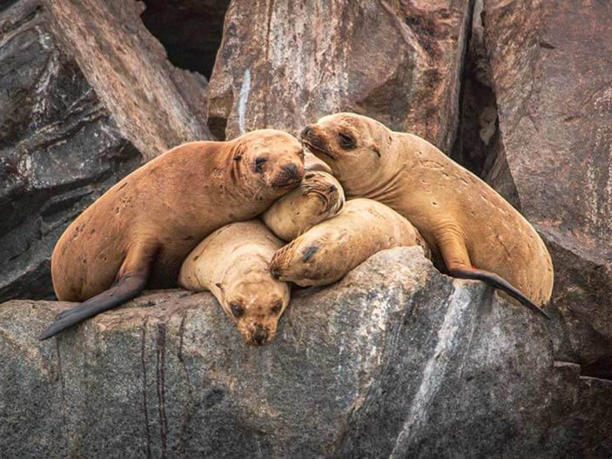 Sea lions on jetty rocks during Dana Point Harbor boat cruise
