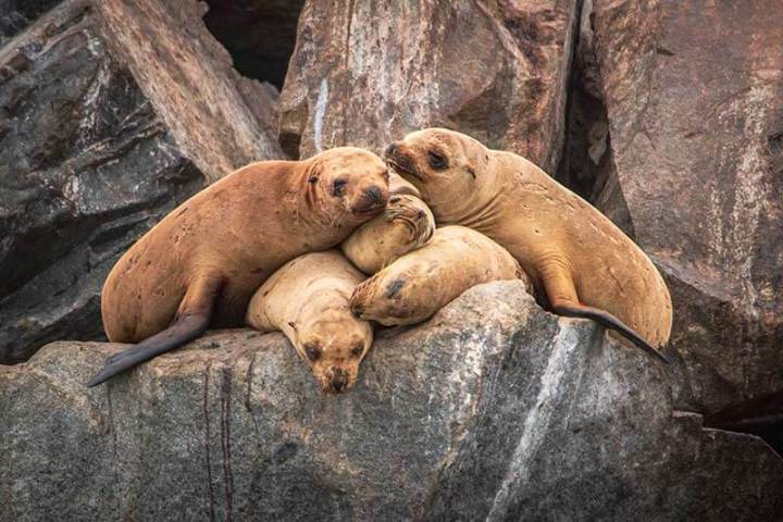 Sea lions on jetty rocks during Dana Point Harbor boat cruise