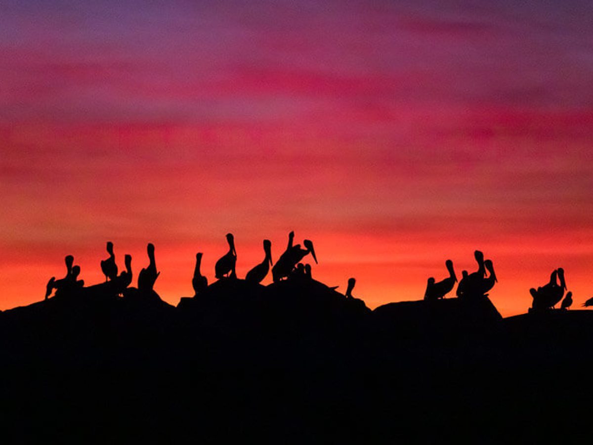 Silhouette of sea birds on jetty rocks at sunset during Dana Point Harbor boat cruise