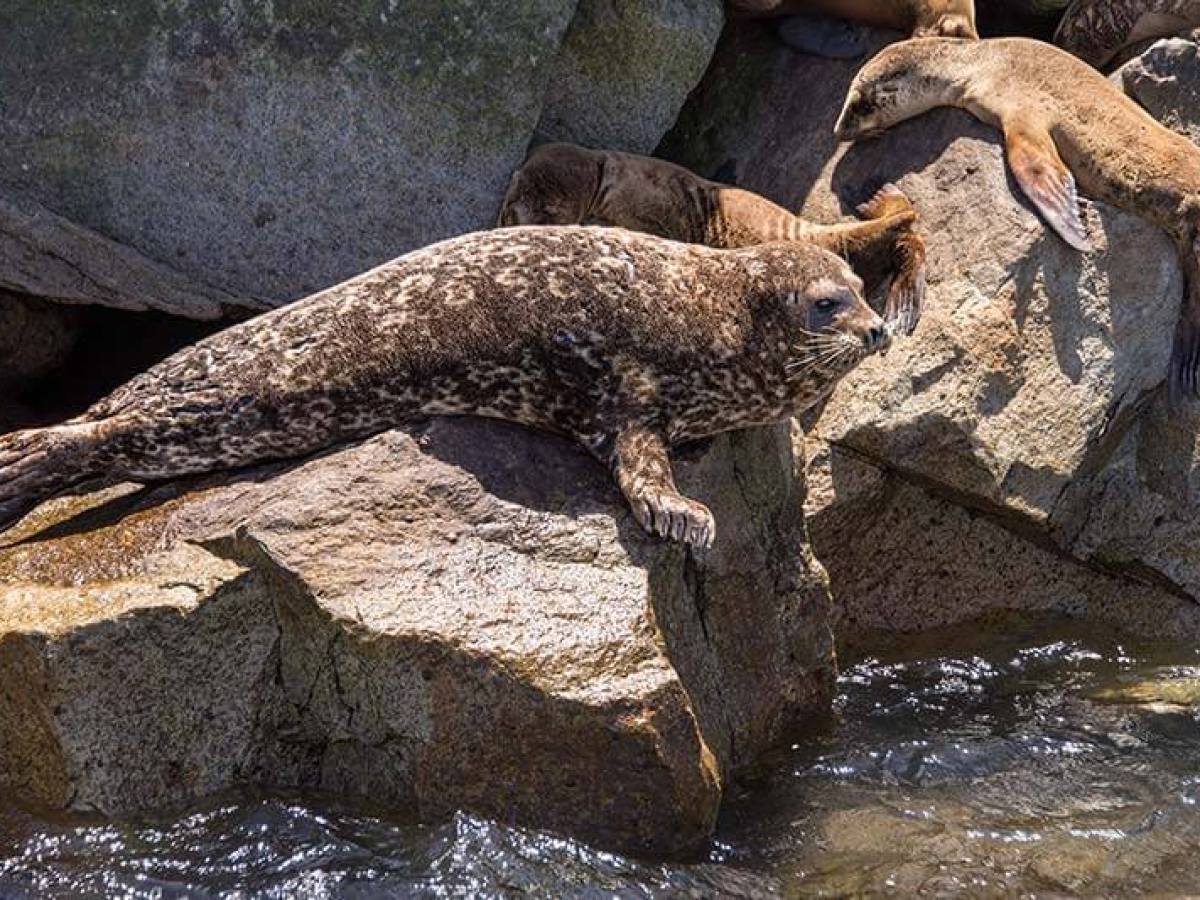 Harbor seal lounging on the jetty rocks seen during Dana Point Harbor boat cruise